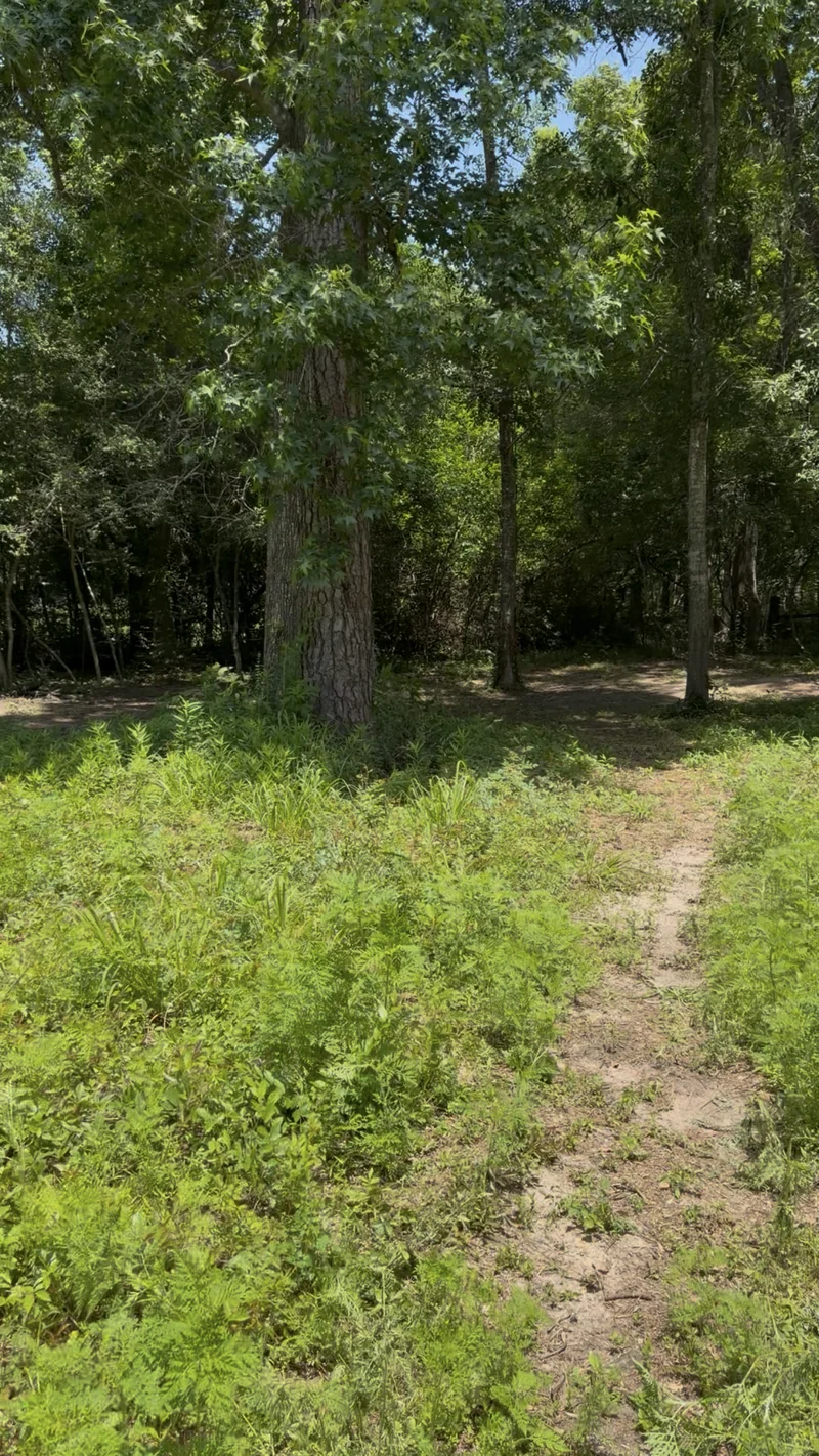 Wooded property after clearance