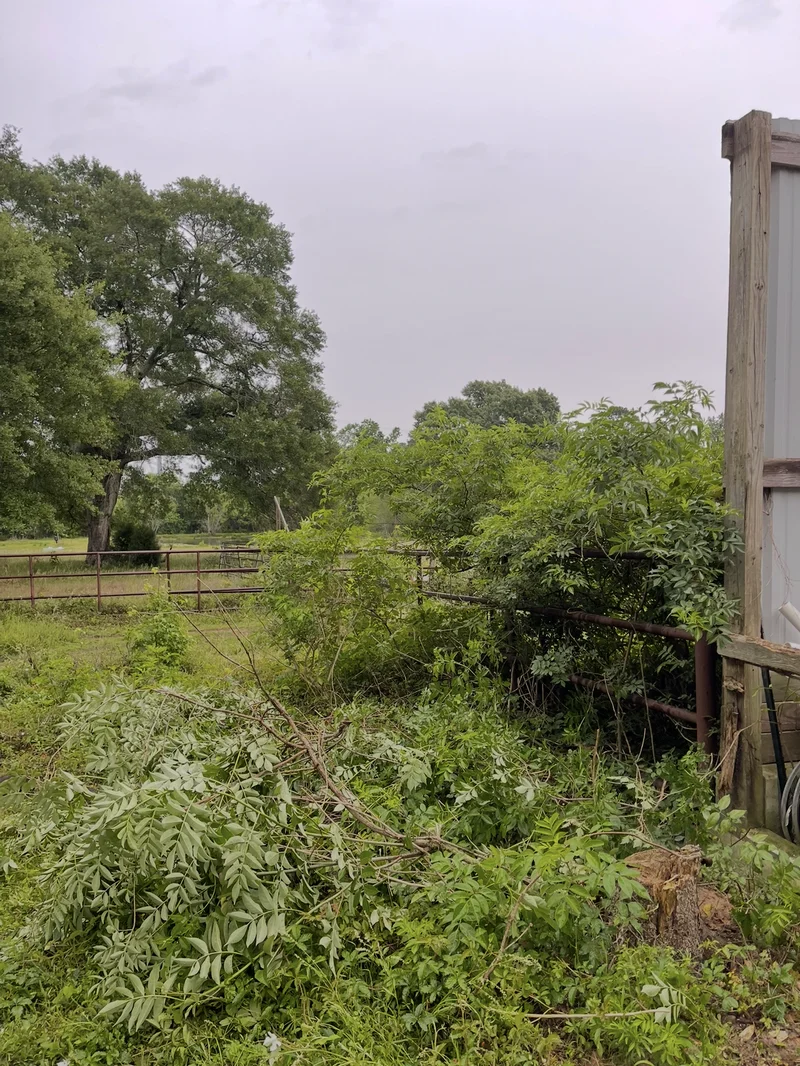 Overgrown brush before removal
